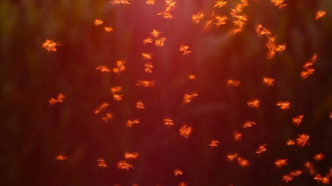 non-biting-midges-1837621_1920