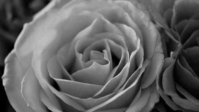 roses-2646791_1280