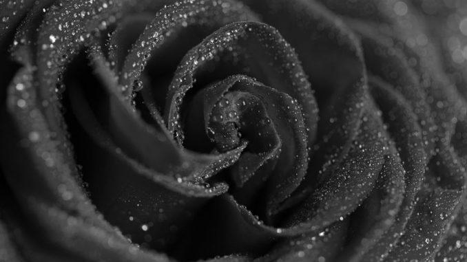 red-rose-with-drops-close-up-picjumbo-com
