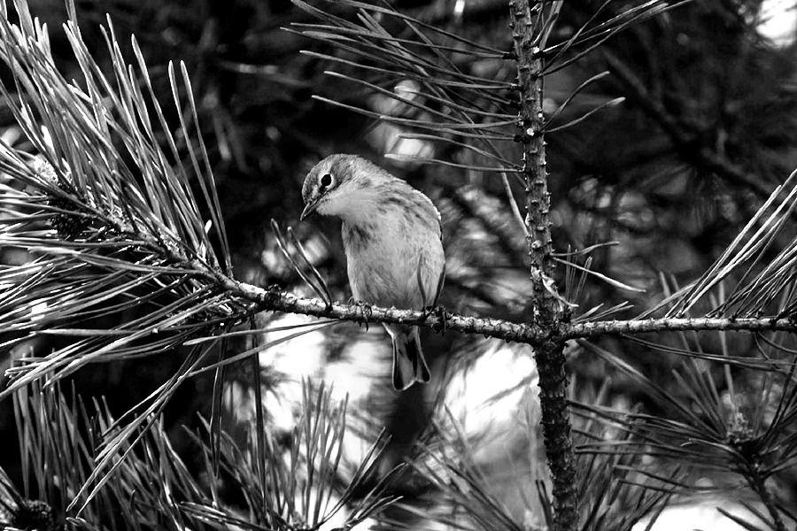 pine-warbler-1161922_1280