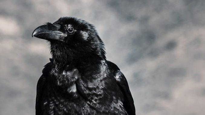 raven