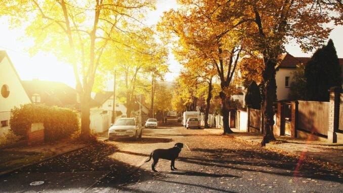 dog on concrete road